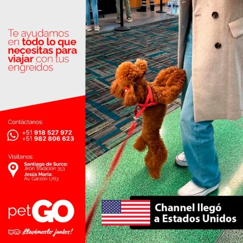 Familias y mascotas que viajaron con PetGo