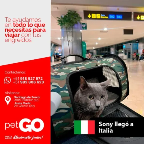 Familias y mascotas que viajaron con PetGo