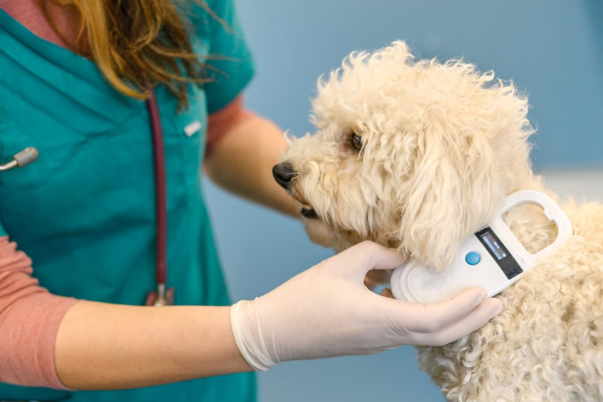 microchip